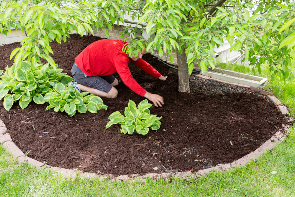 lawn care treatments